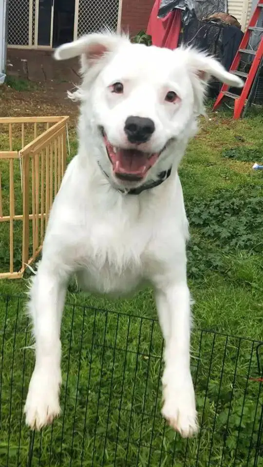 Cachorro cego e surdo conforta todos os animais que chegam ao abrigo cachorro-deficiente-recepciona-todos-os-animais-que-chegam-ao-abrigo