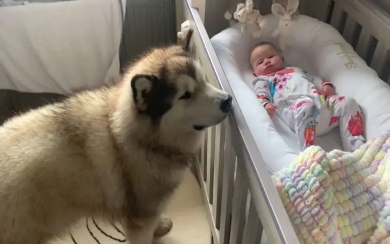 [VÍDEO] Cachorro gigante se apaixona por menininha e cuida dela como uma babá