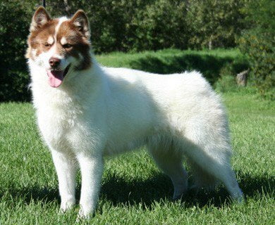 raças de cachorros que se parecem com lobos