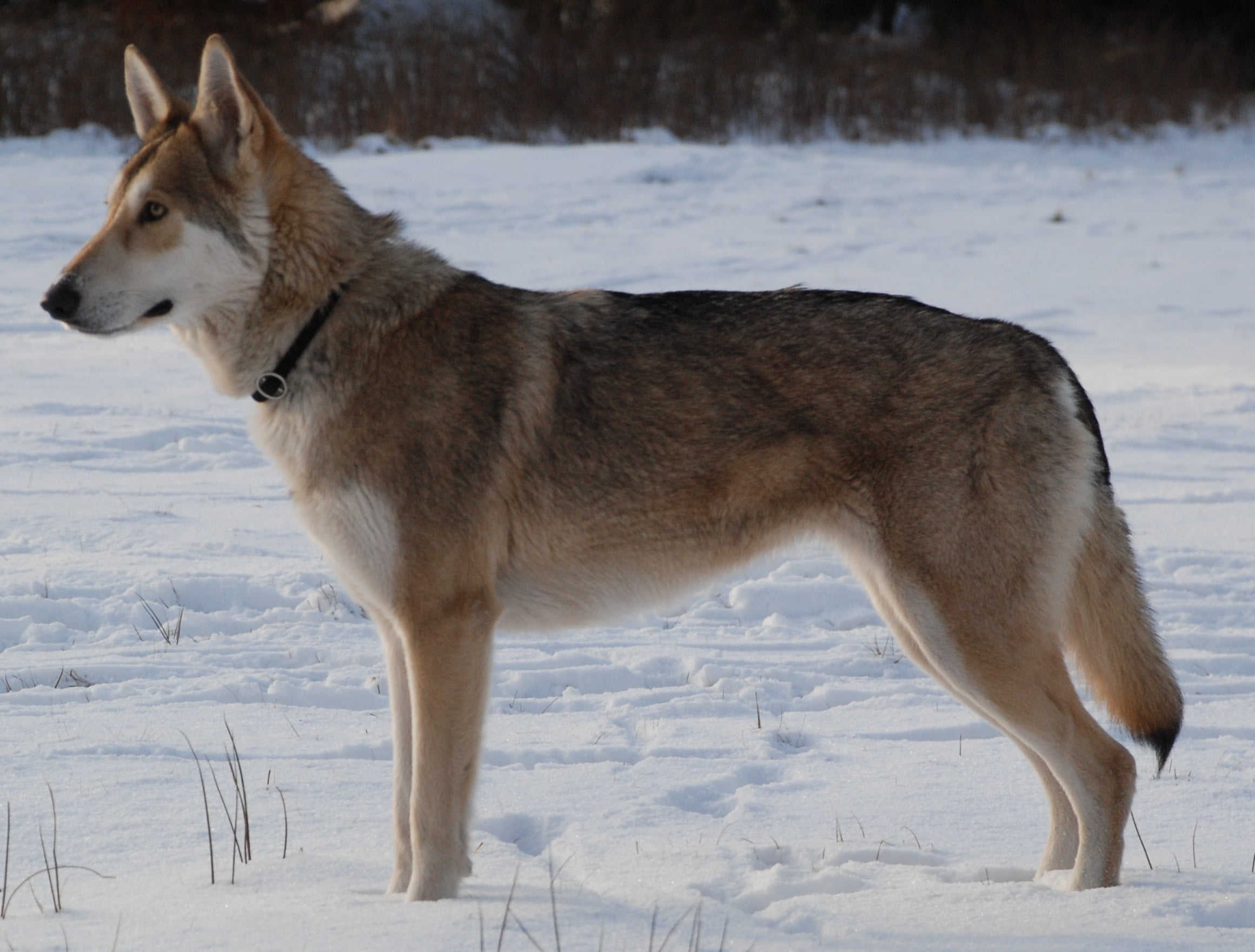 raças de cachorros que se parecem com lobos