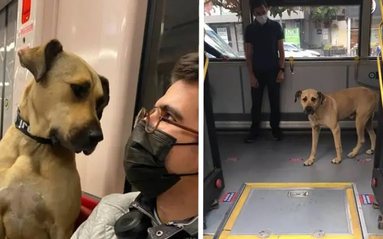 Cachorro surpreende as pessoas por utilizar o transporte público para viajar pela cidade