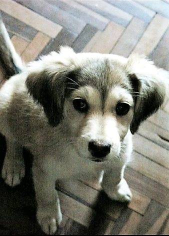 Homem que não queria animais em casa, agora coloca o cão para dormir todas as noites homem-se-rende-a-um-novo-amor-de-cachorra