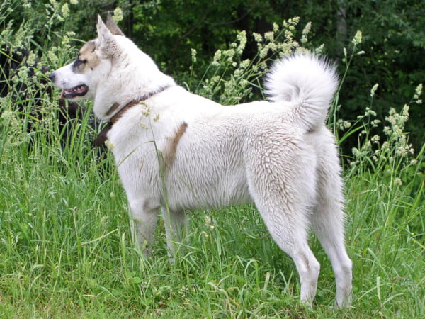 raças de cachorros que se parecem com lobos