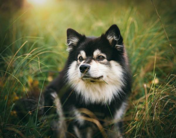 raças de cachorros que se parecem com lobos