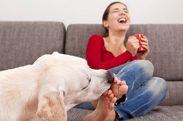 Por que os cachorros lambem os nossos pés?