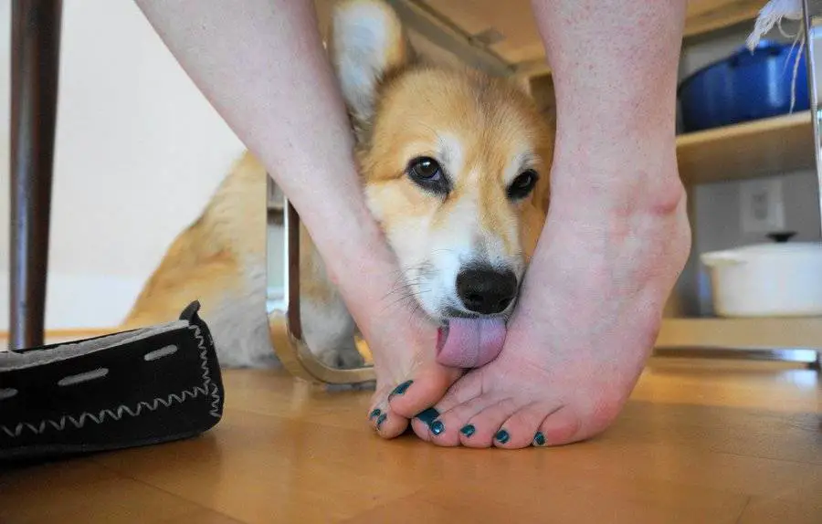 Por que os cachorros lambem os nossos pés?