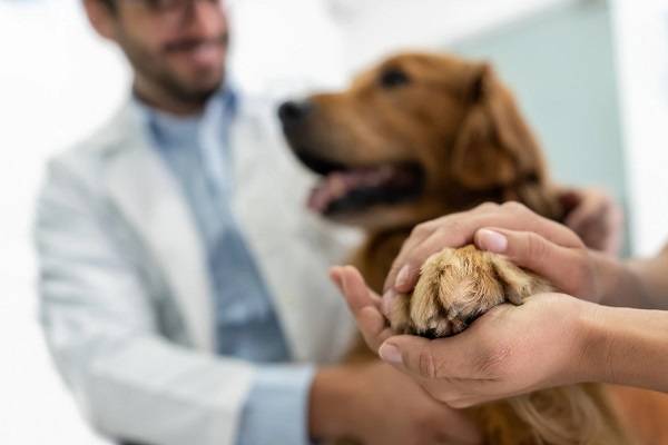 Por que os cachorros lambem os nossos pés?