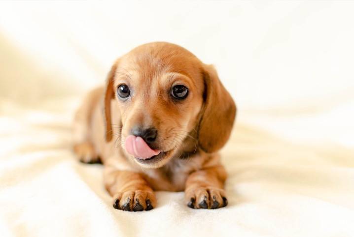 Por que os cachorros lambem os nossos pés?