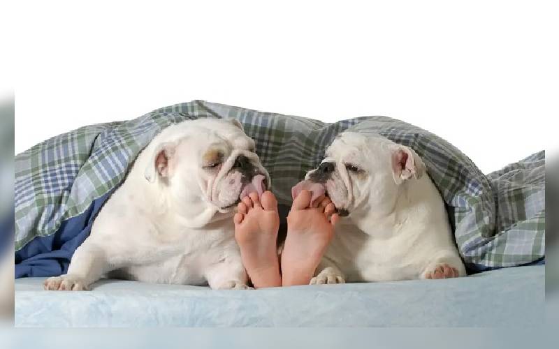 Por que os cachorros lambem os nossos pés?