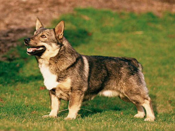 raças de cachorros que se parecem com lobos