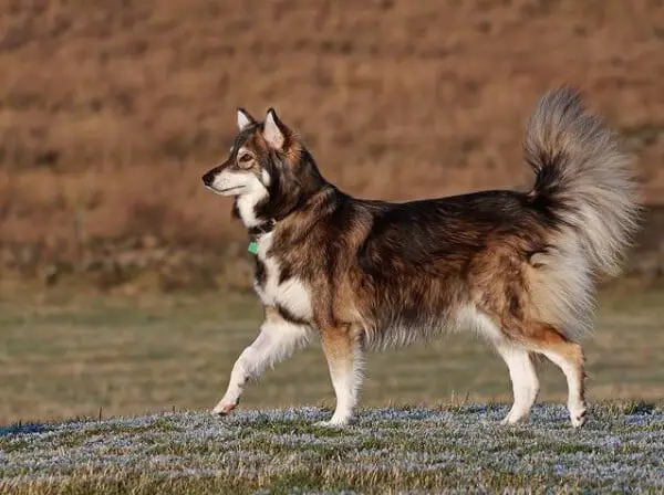 raças de cachorros que se parecem com lobos