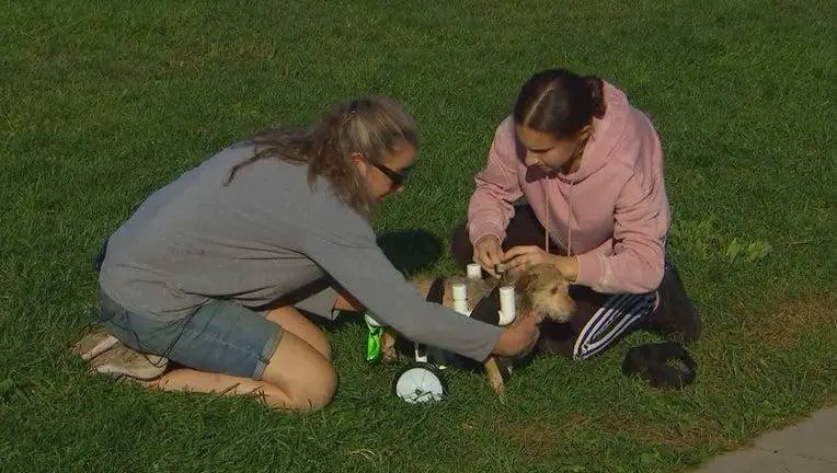 Adolescente de 16 anos constrói cadeiras de rodas para cachorros e gatos com deficiência