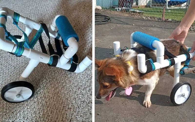 Adolescente de 16 anos constrói cadeiras de rodas para cachorros e gatos com deficiência