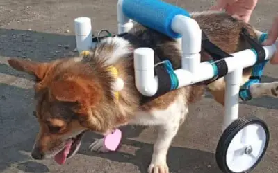 adolescente-americana-constroi-cadeiras-de-rodas-para-animais
