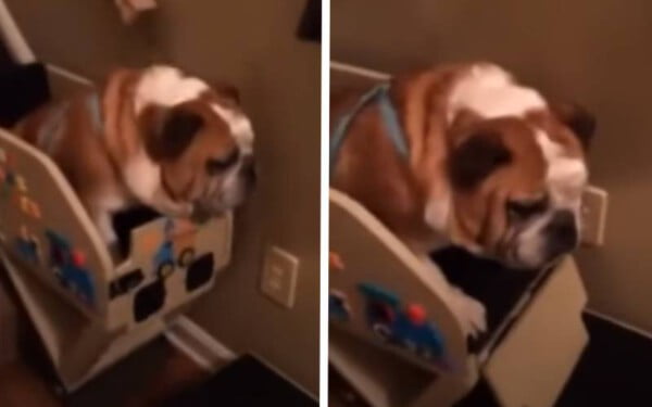 Buldogue idoso ganha seu próprio elevador para que possa subir e descer as escadas buldogue-idoso-ganha-um-elevador-de-cadeira
