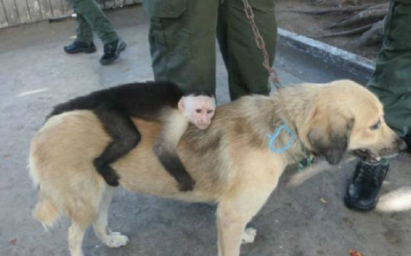 Cachorra abandonada adota macaco-prego como seu próprio filho cachorra-adota-macaco-prego