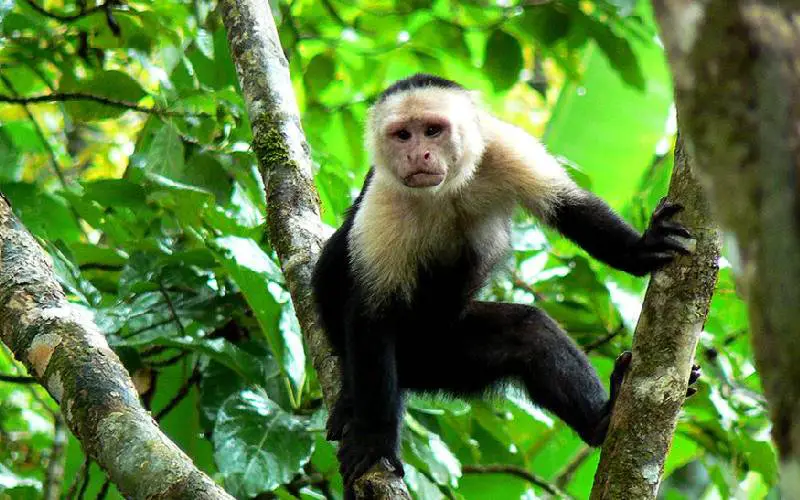 Cachorra abandonada adota macaco-prego como seu próprio filho cachorra-adota-macaco-prego