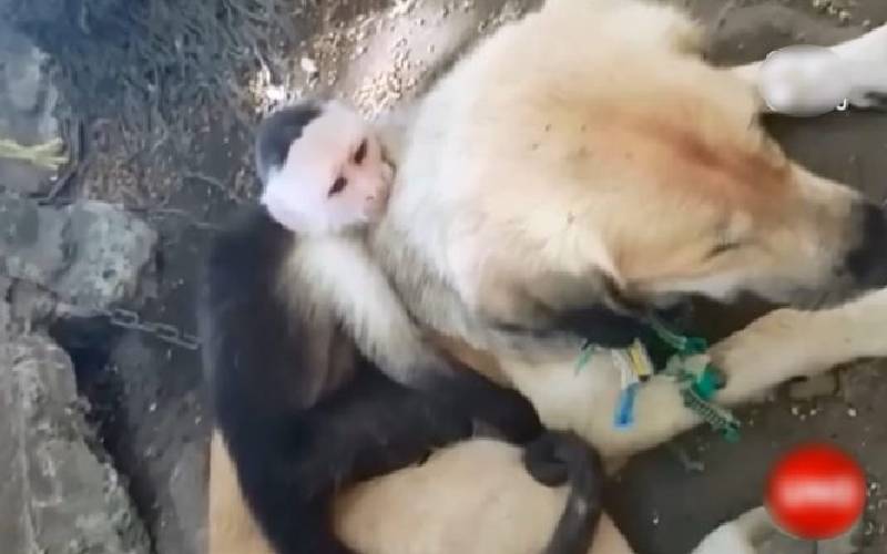 Cachorra abandonada adota macaco-prego como seu próprio filho cachorra-adota-macaco-prego