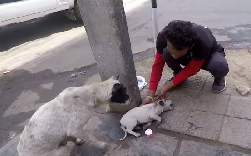 Depois de chorar de angustia, cadela consegue ajuda para o seu filhote cachorra-angustiada-procura-ajuda-para-o-filhote
