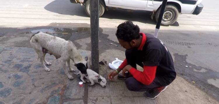 Depois de chorar de angustia, cadela consegue ajuda para o seu filhote cachorra-angustiada-procura-ajuda-para-o-filhote