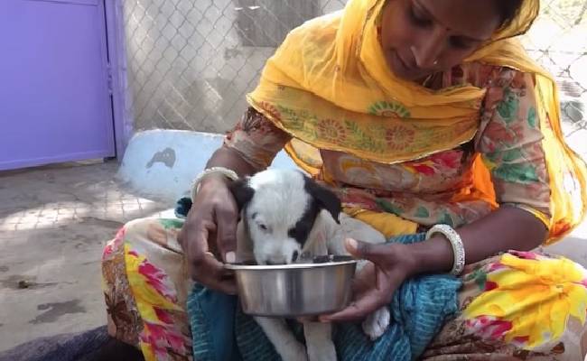 Depois de chorar de angustia, cadela consegue ajuda para o seu filhote cachorra-angustiada-procura-ajuda-para-o-filhote