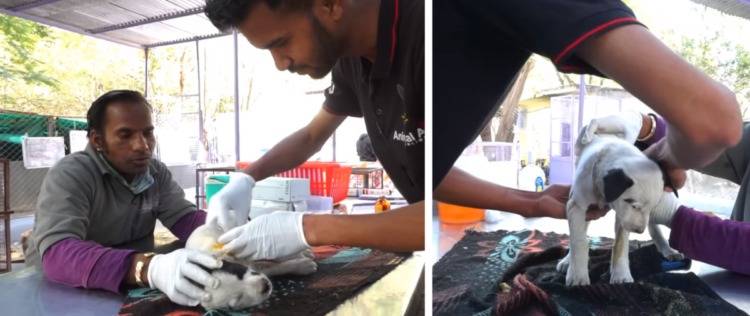Depois de chorar de angustia, cadela consegue ajuda para o seu filhote cachorra-angustiada-procura-ajuda-para-o-filhote