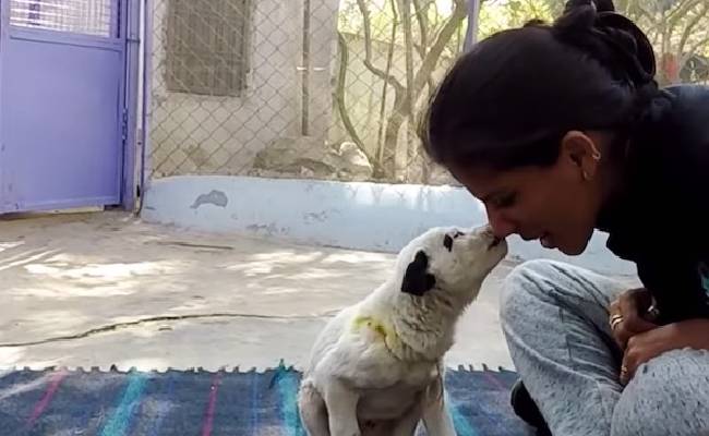Depois de chorar de angustia, cadela consegue ajuda para o seu filhote cachorra-angustiada-procura-ajuda-para-o-filhote