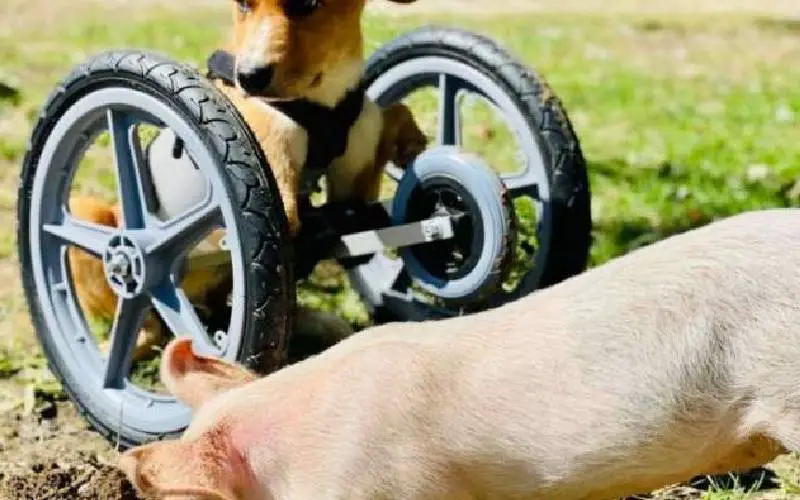 Cachorra com necessidades especiais e porquinha resgatada tornam-se melhores amigas cachorra-com-necessidades-especiais-faz-amizade-com-uma-porca