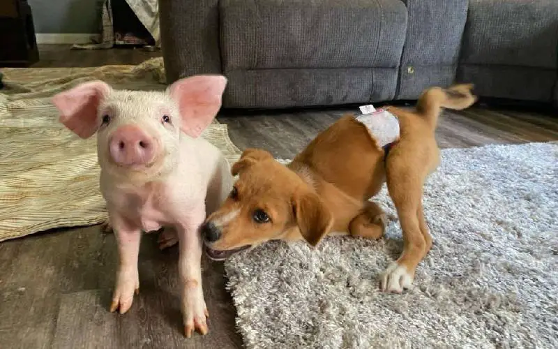 Cachorra com necessidades especiais e porquinha resgatada tornam-se melhores amigas cachorra-com-necessidades-especiais-faz-amizade-com-uma-porca