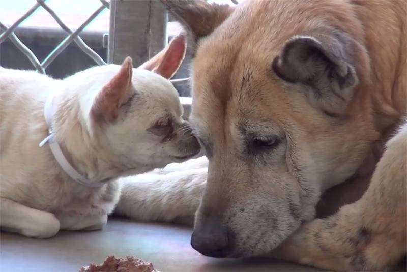 Cachorra cuida de seu irmão quase cego depois de que foram deixados em um abrigo cachorra-consola-o-irmao-quase-cego-em-abrigo