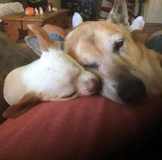 Cachorra cuida de seu irmão quase cego depois de que foram deixados em um abrigo cachorra-consola-o-irmao-quase-cego-em-abrigo
