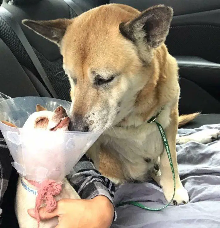 Cachorra cuida de seu irmão quase cego depois de que foram deixados em um abrigo cachorra-consola-o-irmao-quase-cego-em-abrigo