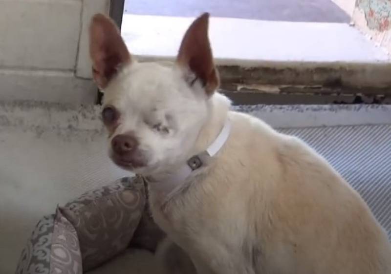 Cachorra cuida de seu irmão quase cego depois de que foram deixados em um abrigo cachorra-consola-o-irmao-quase-cego-em-abrigo