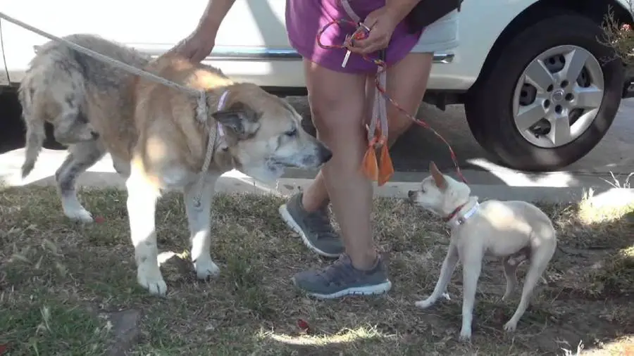 Cachorra cuida de seu irmão quase cego depois de que foram deixados em um abrigo cachorra-consola-o-irmao-quase-cego-em-abrigo