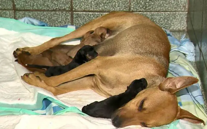 Cachorra abandonada procura veterinário na hora de ter os seus filhotes e o pai fica na porta esperando cachorra-de-na-rua-procura-veterinario-na-hora-de-ter-bebes