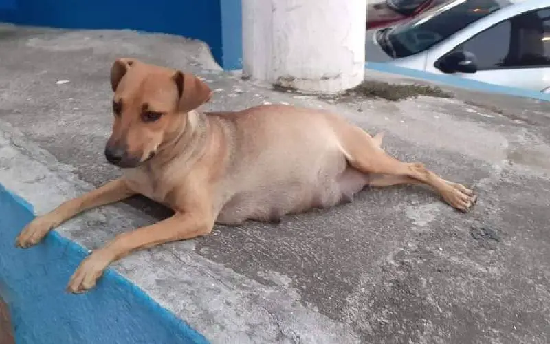 Cachorra abandonada procura veterinário na hora de ter os seus filhotes e o pai fica na porta esperando cachorra-de-na-rua-procura-veterinario-na-hora-de-ter-bebes