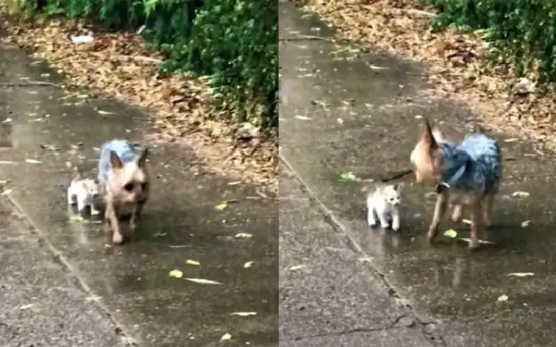 cachorra-encontra-gato-na-chuva-e-o-leva-para-casa