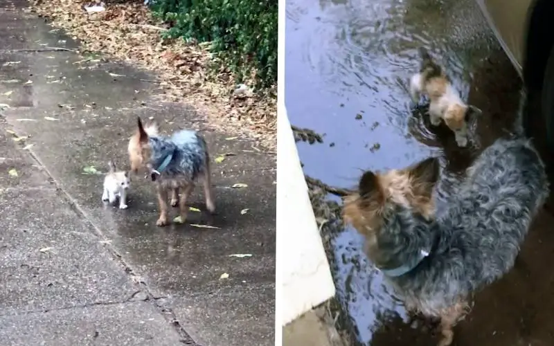 cachorra-encontra-gato-na-chuva-e-o-leva-para-casa