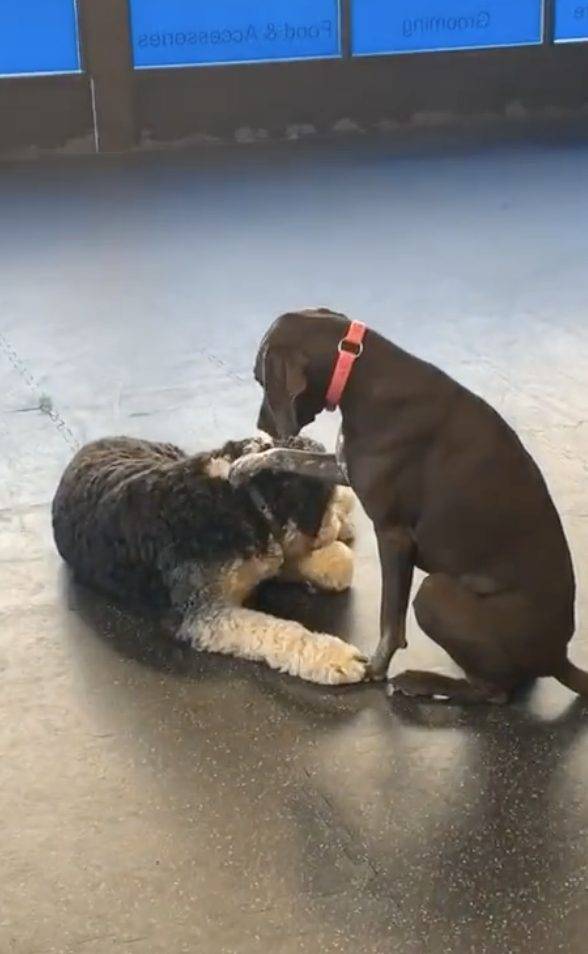 Cachorra fofa faz questão de acariciar todos os colegas de creche cachorra-faz-questao-de-acariciar-os-colegas-de-creche