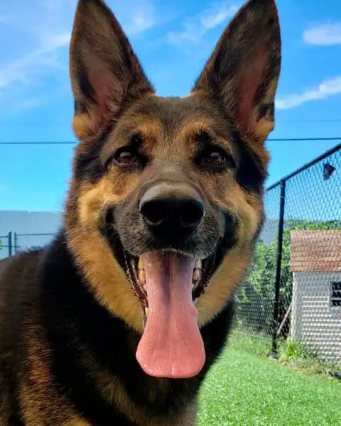 Cachorra resgatada salva a vida do homem que tinha acabado de adotá-la