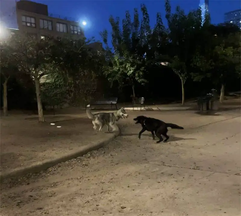 Cachorra bate na porta da sua amiga todos as noites para ver se ela pode sair para brincar cachorra-vai-a-casa-da-amiga-todos-os-dias-para-brincar