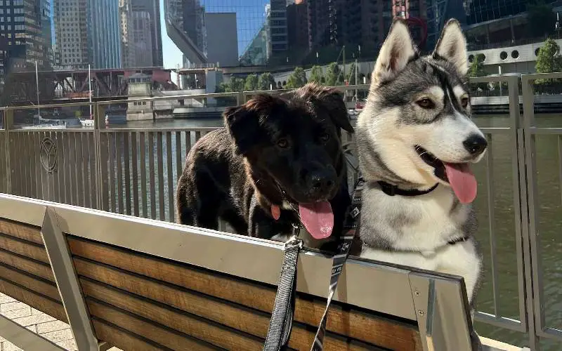 Cachorra bate na porta da sua amiga todos as noites para ver se ela pode sair para brincar cachorra-vai-a-casa-da-amiga-todos-os-dias-para-brincar
