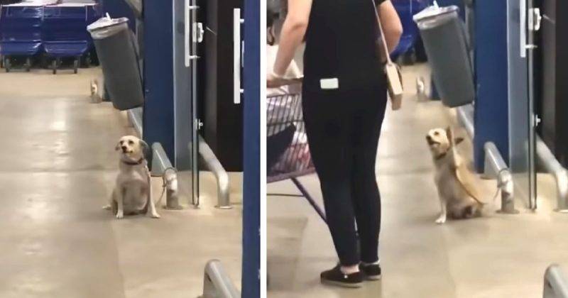 Cachorrinho simpático cumprimenta todas as pessoas que entram no supermercado cachorrinha-cumprimenta-todos-os-clientes-de-um-supermercado