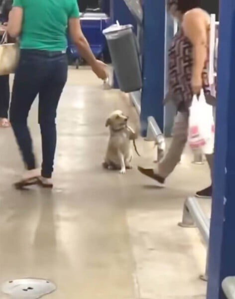 Cachorrinho simpático cumprimenta todas as pessoas que entram no supermercado cachorrinha-cumprimenta-todos-os-clientes-de-um-supermercado
