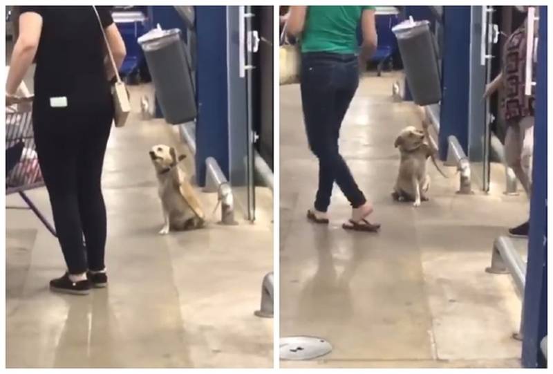 Cachorrinho simpático cumprimenta todas as pessoas que entram no supermercado cachorrinha-cumprimenta-todos-os-clientes-de-um-supermercado