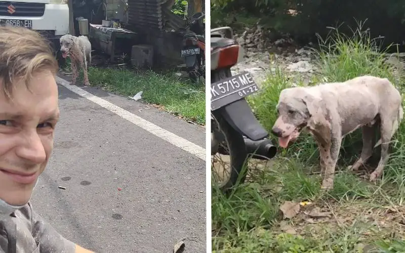 cachorro-abandonado-se-transforma-em-um-urso-de-pelucia