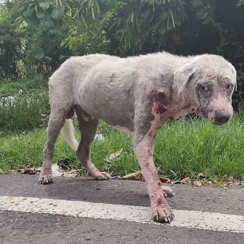 cachorro-abandonado-se-transforma-em-um-urso-de-pelucia