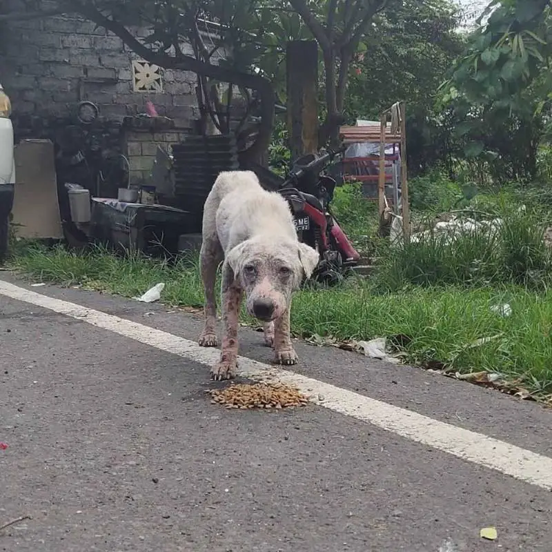 cachorro-abandonado-se-transforma-em-um-urso-de-pelucia