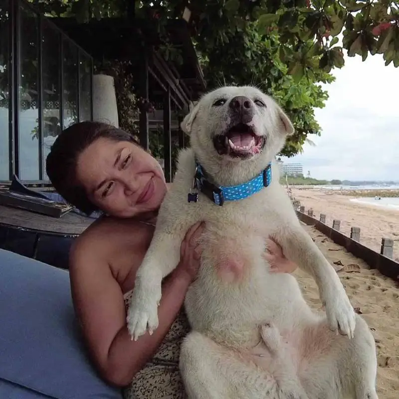 cachorro-abandonado-se-transforma-em-um-urso-de-pelucia