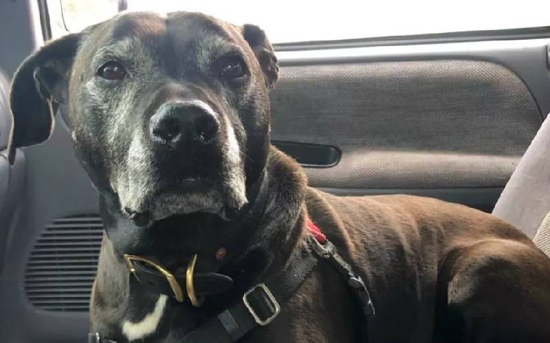Cachorro acha que gatinha adotada foi um presente para ele cachorro-acha-que-gatinha-adotada-foi-um-presente